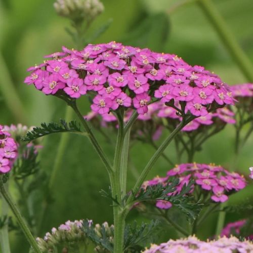 Krwawnik CERISE QUEEN