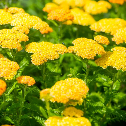 Krwawnik SKYSAIL YELLOW