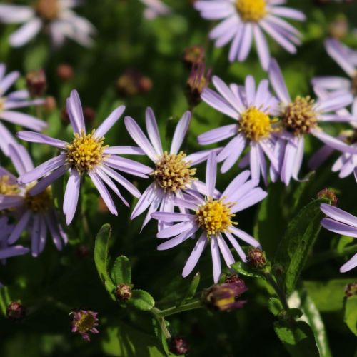 Aster Kalimeris NANA BLUE