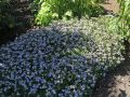 Aster