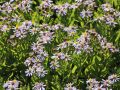 Aster