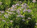 Aster