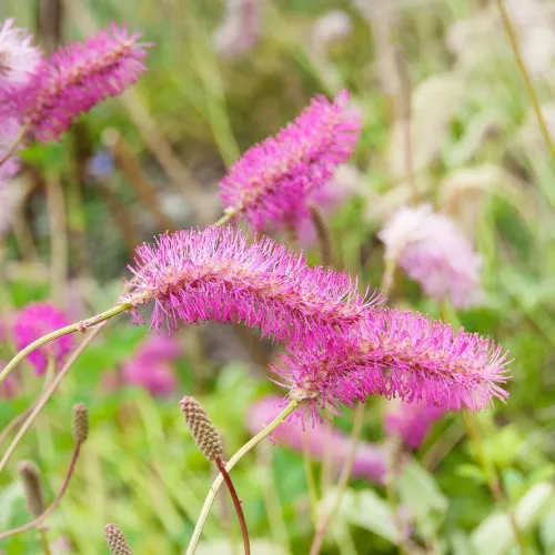 Krwiściąg  PINK BRUSHES