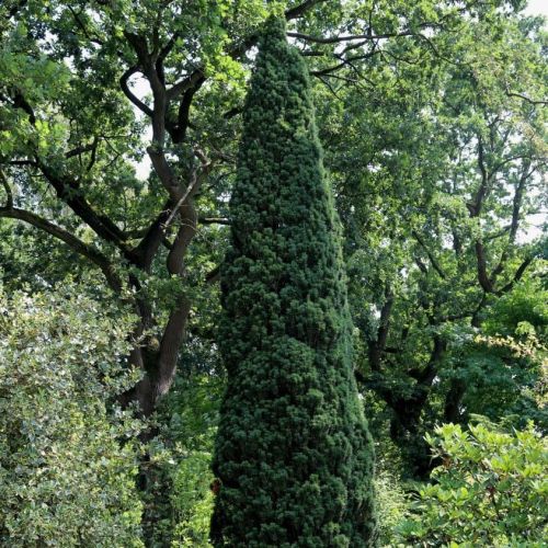 Cis pospolity FASTIGIATA ROBUSTA