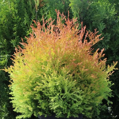 Thuja FIRE CHIEF
