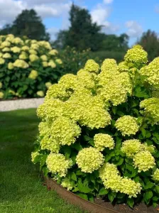 Hortensja bukietowa LITTLE LIME