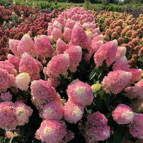 Hortensja bukietowa PINKACHU