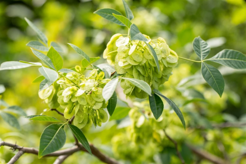 Parczelina trójlistkowa