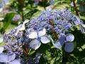 Hortensja piłkowana BLUEBIRD