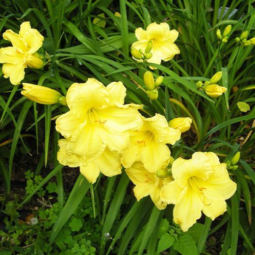 Liliowiec FRAGRANT REFLECTION