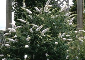 Budleja dawida WHITE BOUQUET