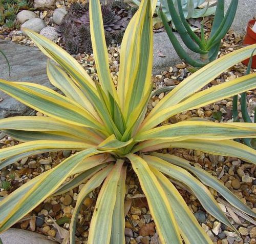 Juka paskowana BANANA SPLIT