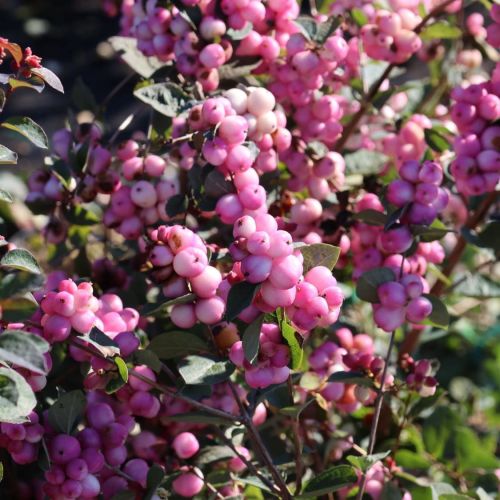 Śnieguliczka MAGIC BERRY