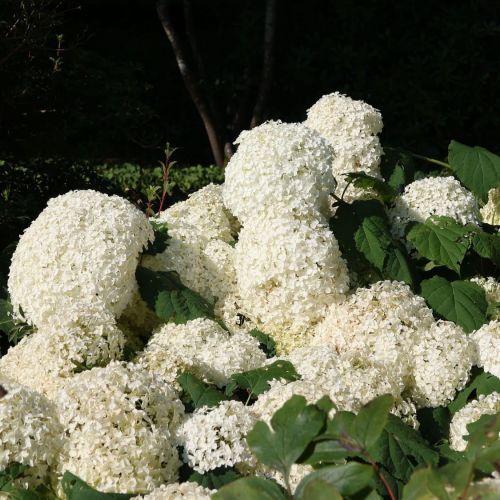 Hortensja STRONG ANNABELLE 