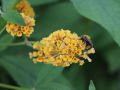 Budleja Waleriana SUNGOLD