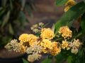 Budleja Waleriana SUNGOLD
