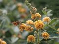 Budleja Waleriana SUNGOLD