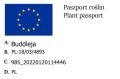 Budleja Waleriana SUNGOLD