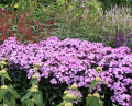 Floks LAURA
