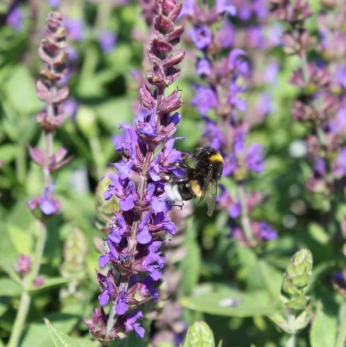 Szałwia omszona OSTFIESLAND