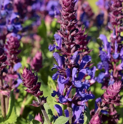 Szałwia omszona MARVEL DARK BLUE