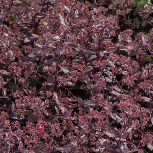 Rozchodnik GLOBE PURPLE