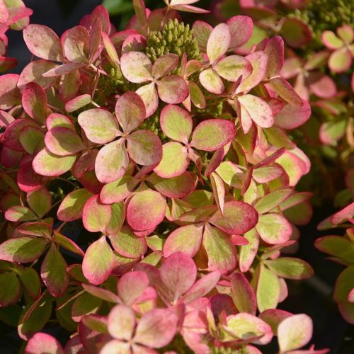 Hortensja bukietowa PASTELGREEN