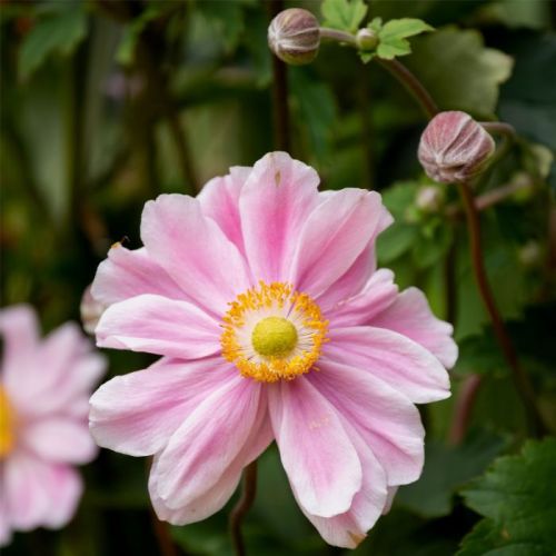 Zawilec GARDEN BREEZE WHIRLWIND PINK