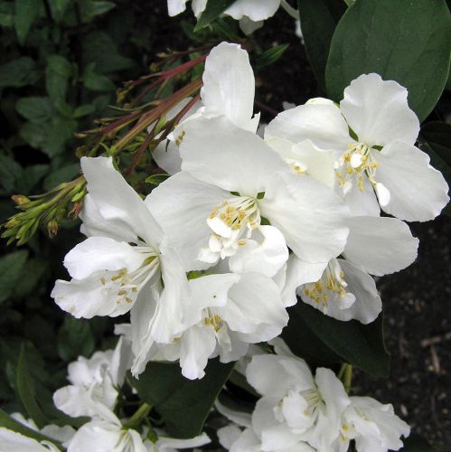 Jaśminowiec DAME BLANCHE 
