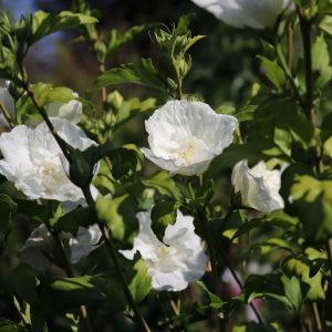 Hibiskus WHITE CHIFFON - ketmia syryjska