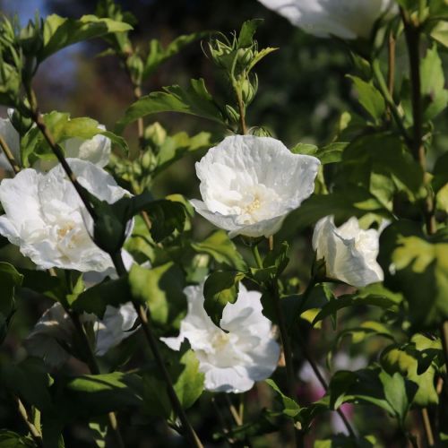 Hibiskus WHITE CHIFFON - ketmia syryjska