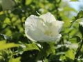 Hibiskus WHITE CHIFFON - ketmia syryjska