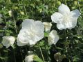 Hibiskus WHITE CHIFFON - ketmia syryjska