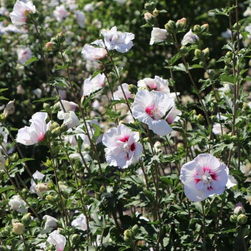 Hibiskus CHINA CHIFFON - ketmia syryjska