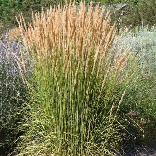 Trzcinnik ostrokwiatowy AVALANCHE 