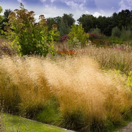 Śmiałek Darniowy GOLDSCHLEIER