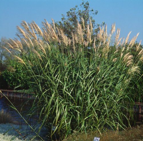 Miskant chiński SILBERSPINNE