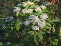 Dereń SIBIRICA