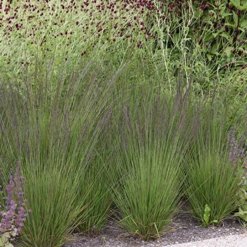 Trzęślica modra EDIT DUDSZUS