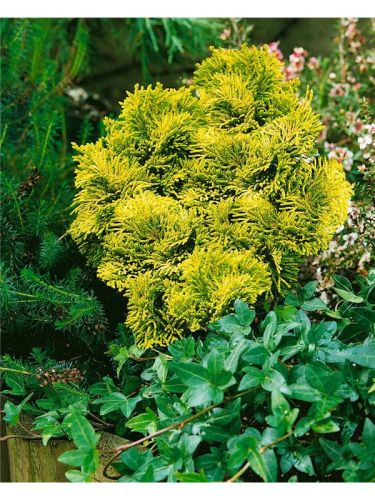 Cyprysik Tępołuskowy AURORA 