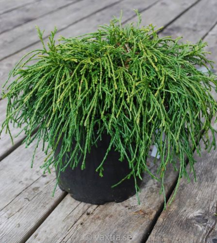 Cyprysik groszkowy FILIFERA NANA