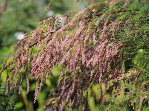 Tamaryszek PINK CASCADE