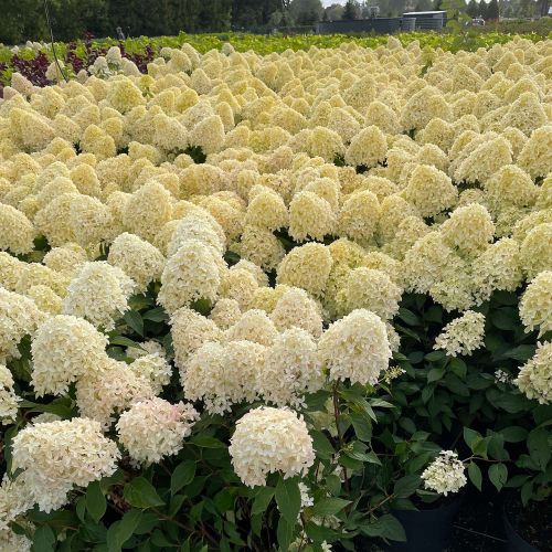 Hortensja bukietowa SKYFALL