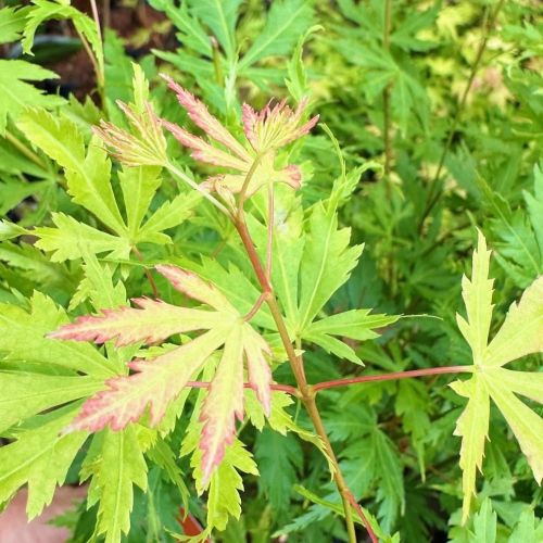 Klon palmowy ORANGE LACE