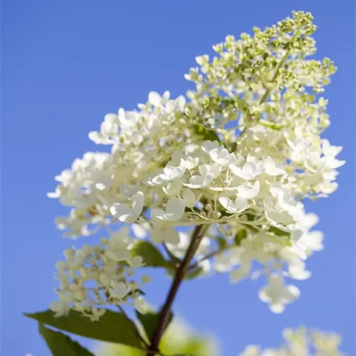 Hortensja bukietowa TARDIVA
