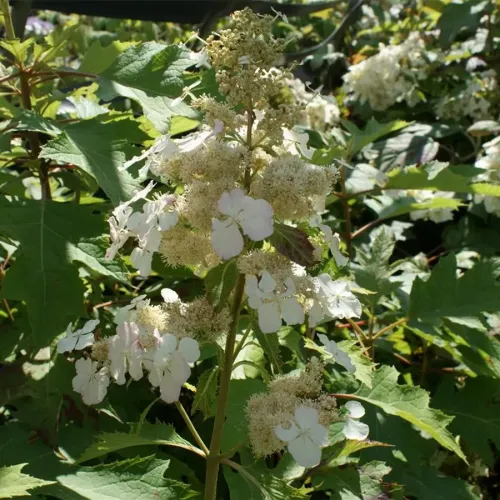 Hortensja dębolistna ICE CRISTAL