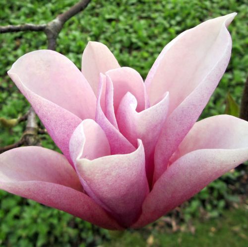 Magnolia HEAVEN SCENT