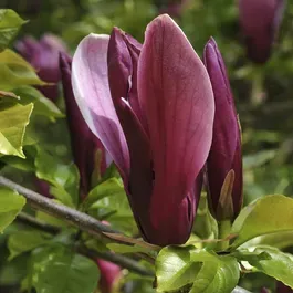 Magnolia purpurowa NIGRA 
