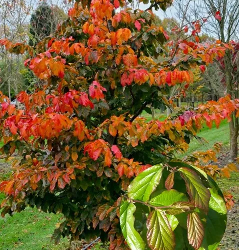 Parocja perska BELLA