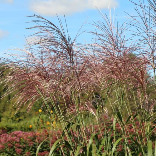 Miskant chiński ROSI